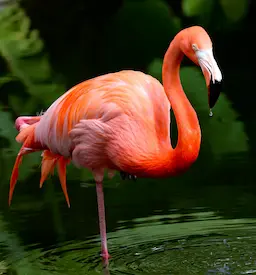AI image tag example: a vibrant pink flamingo in water.