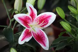 AI image tag example: a close-up of a pink and white lily.